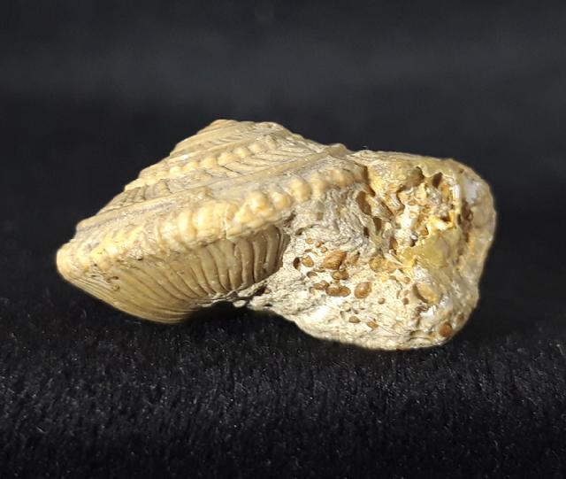 Obornella plicopunctata (DESLONGCHAMPS 1849) - Bild © FossNet FossilienStore
